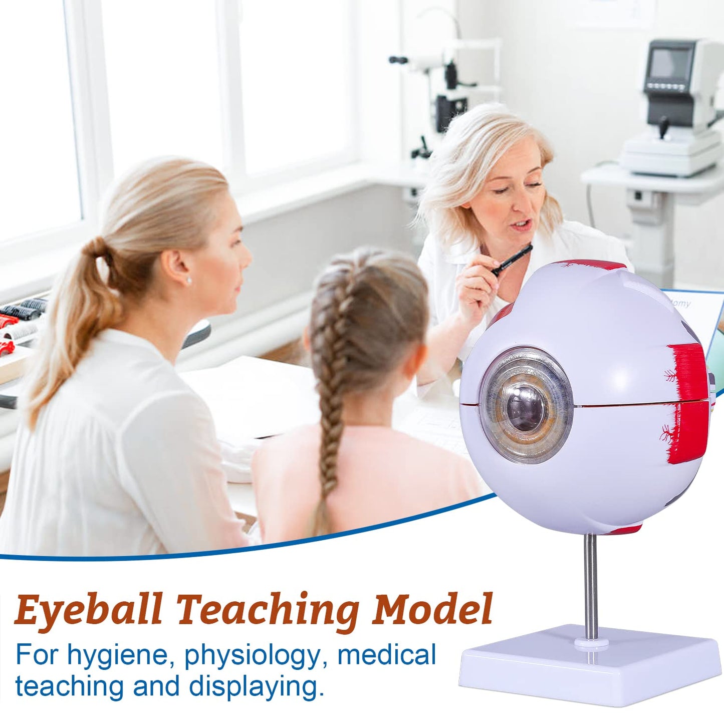 6 Times Enlarged Human Eye Anatomical Model - Accurate Eye Model Shows Optic Nerves Cornea Iris Lens and Vitreous Body with Removable Stand for Classroom Medical Teaching Model