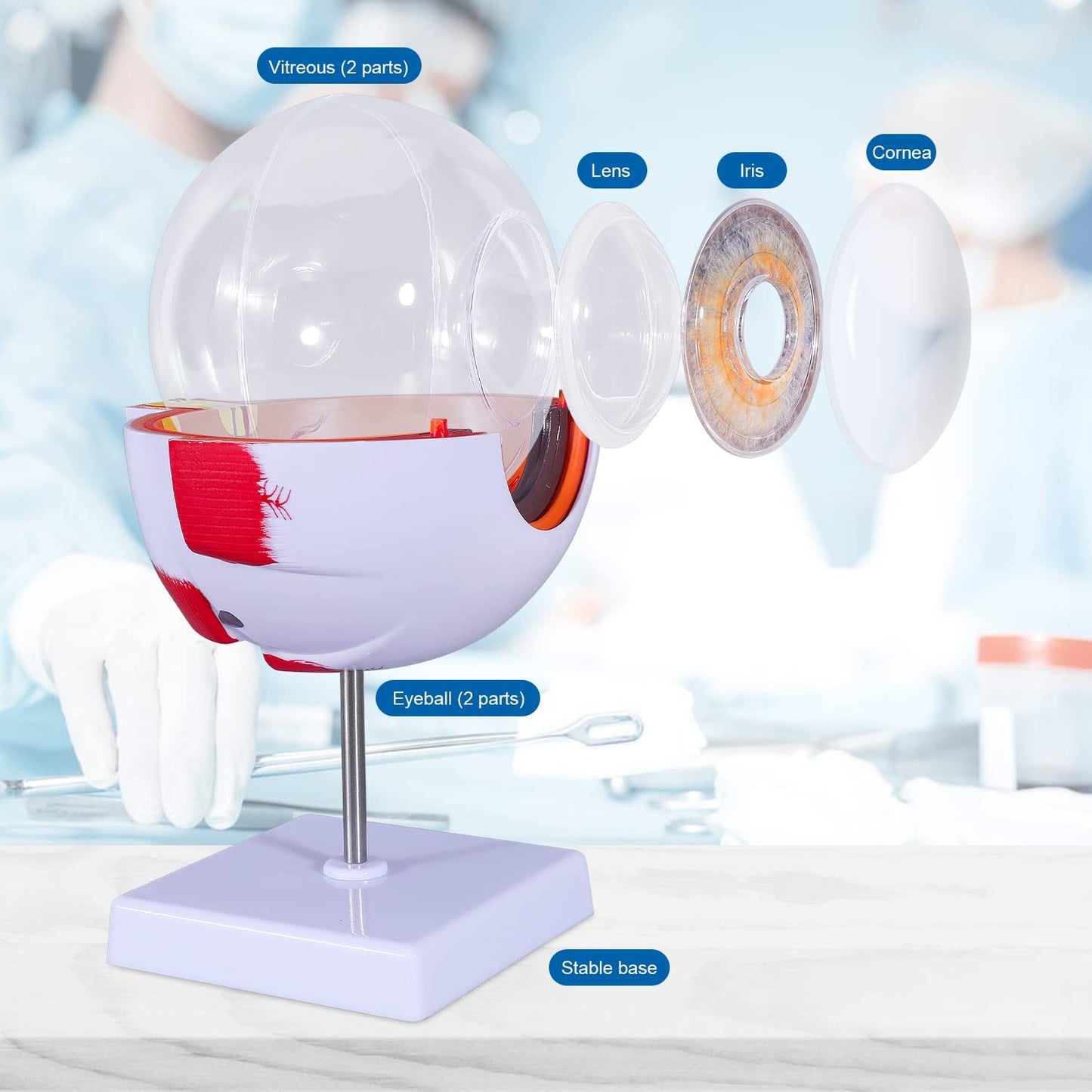 6 Times Enlarged Human Eye Anatomical Model - Accurate Eye Model Shows Optic Nerves Cornea Iris Lens and Vitreous Body with Removable Stand for Classroom Medical Teaching Model