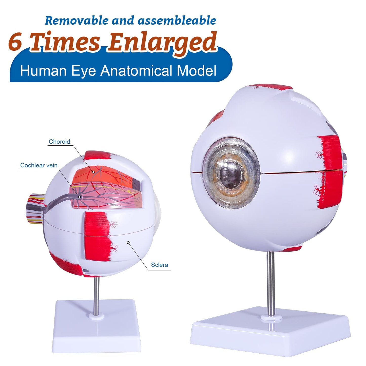 6 Times Enlarged Human Eye Anatomical Model - Accurate Eye Model Shows Optic Nerves Cornea Iris Lens and Vitreous Body with Removable Stand for Classroom Medical Teaching Model