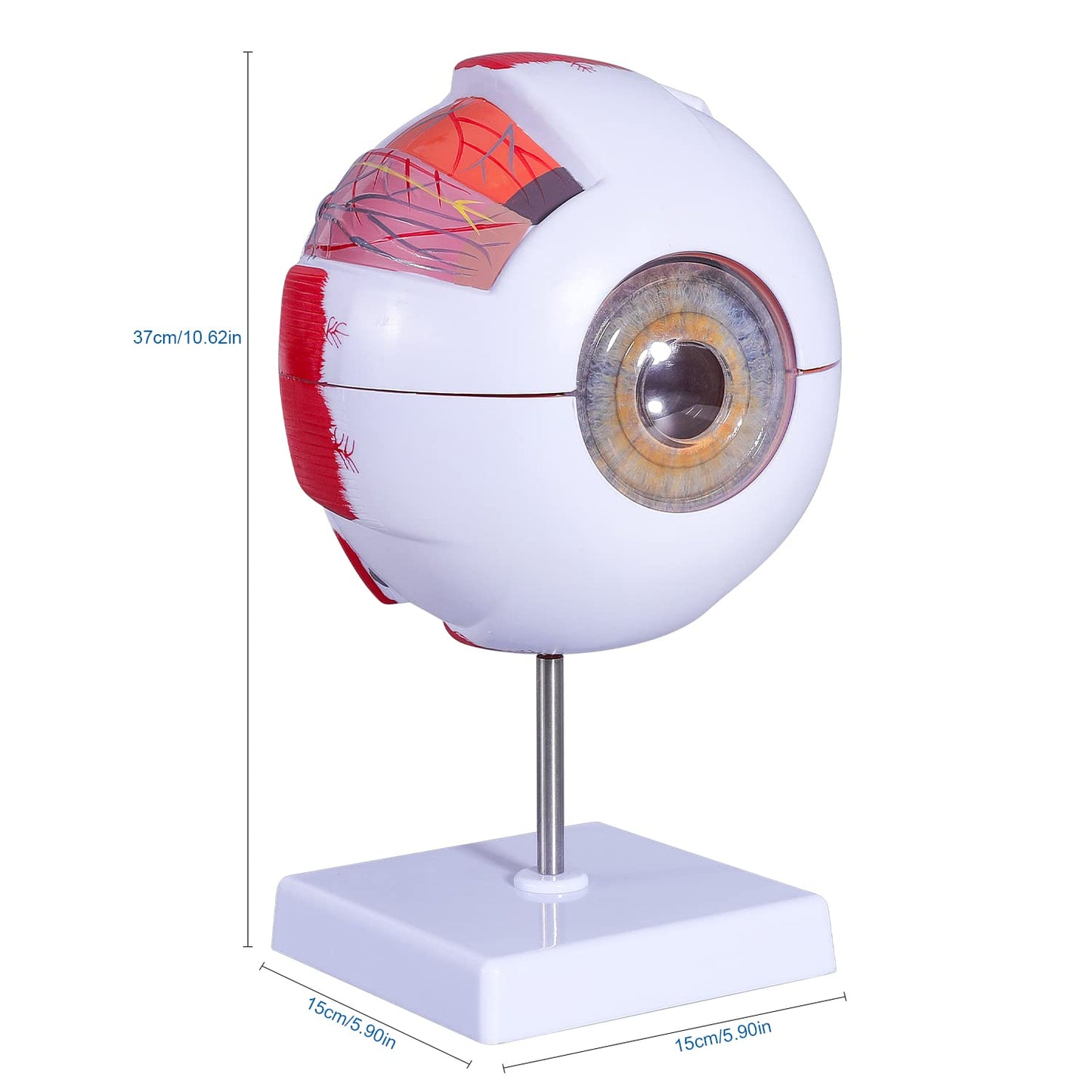 6 Times Enlarged Human Eye Anatomical Model - Accurate Eye Model Shows Optic Nerves Cornea Iris Lens and Vitreous Body with Removable Stand for Classroom Medical Teaching Model