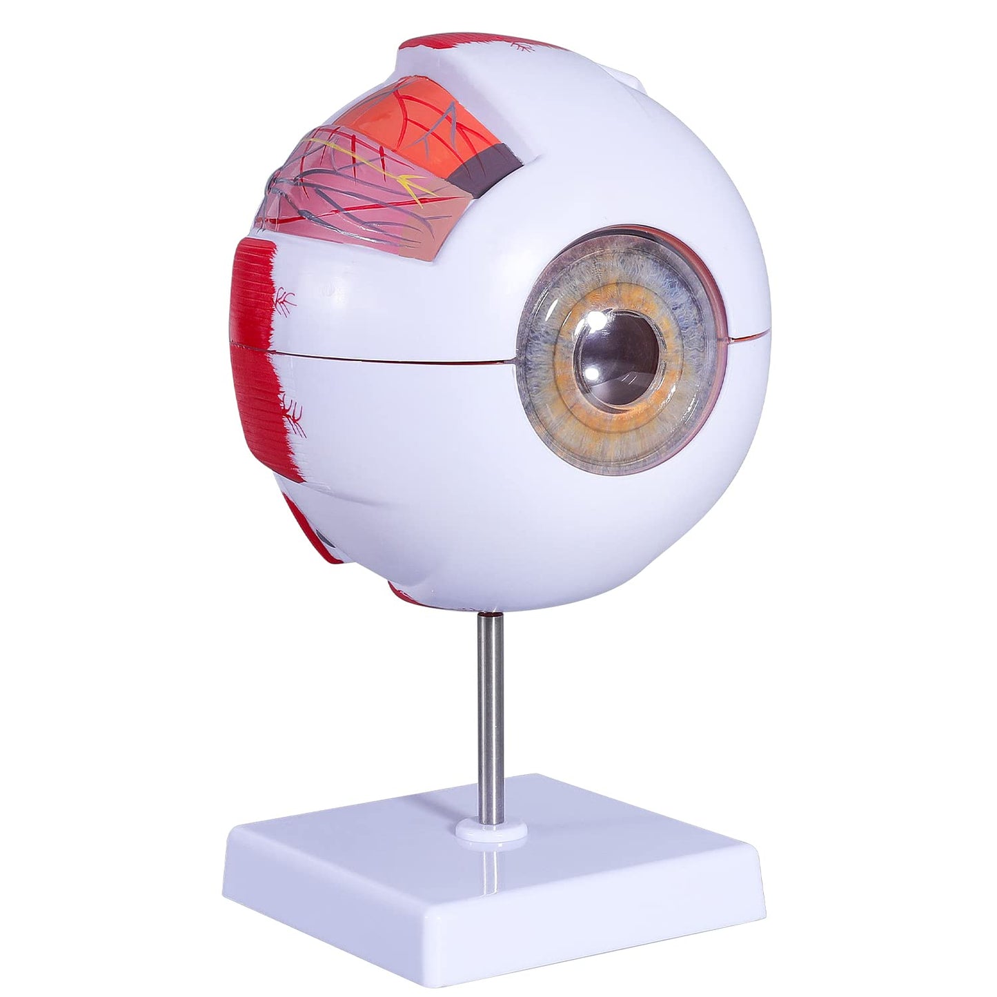 6 Times Enlarged Human Eye Anatomical Model - Accurate Eye Model Shows Optic Nerves Cornea Iris Lens and Vitreous Body with Removable Stand for Classroom Medical Teaching Model