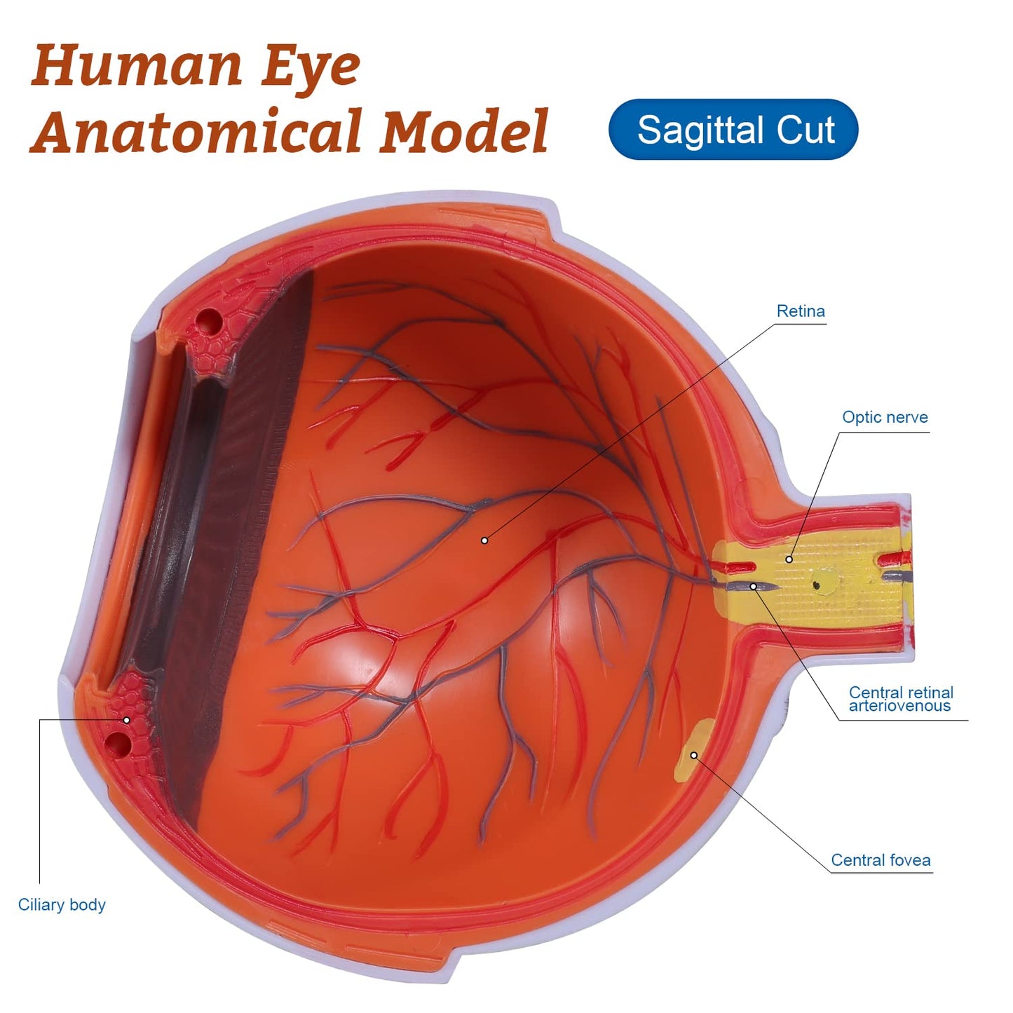 6 Times Enlarged Human Eye Anatomical Model - Accurate Eye Model Shows Optic Nerves Cornea Iris Lens and Vitreous Body with Removable Stand for Classroom Medical Teaching Model