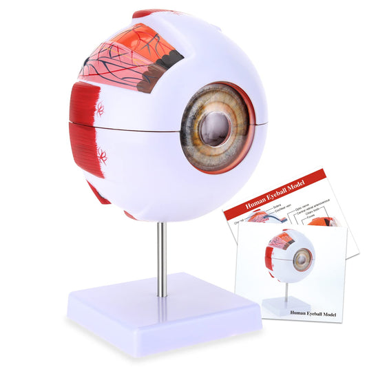 RONTEN 6X Enlarged Human Eye Anatomical Model - Accurate Eye Model Shows Optic Nerves Cornea Iris Lens and Vitreous Body with Removable Stand